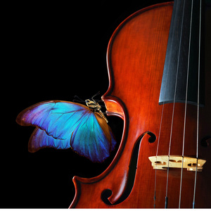 Moonlit Hues Calm Whiskers