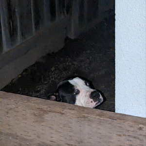 Butterflies and Wooden Kings