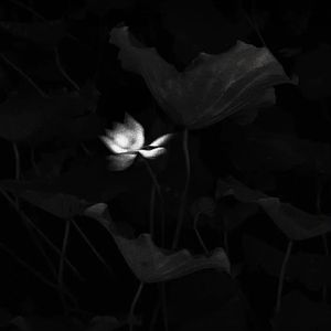 浪漫主义小红歌demo（翻自 姜云升）