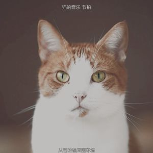 柔和的睡猫时刻