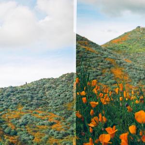 The House We Grew up In