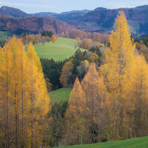 The Autumn Hollow Melody