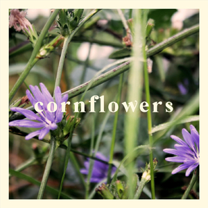 Cornflower