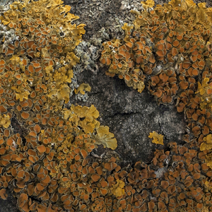 Neurological Landscapes (Original Mix)