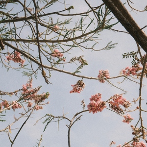 Wandering Thought