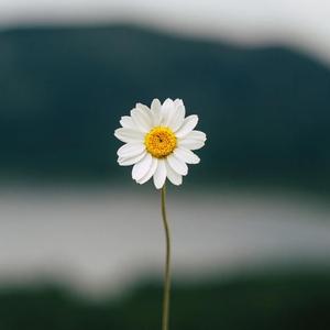 Softening