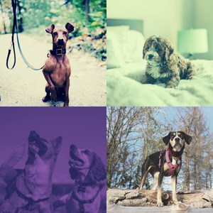 一尘不染孤独的狗印象数