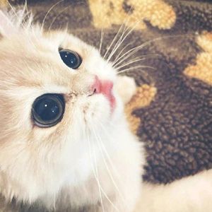 风过代码行