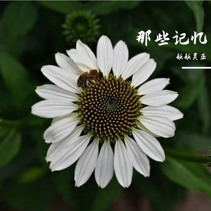 不好好爱的人将会被枪毙