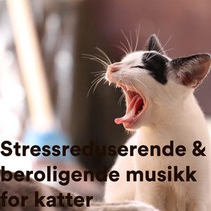 The Cow Goes Moo & Relax