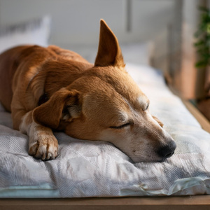 Música Relajante Para Perros