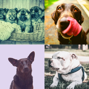 温和可爱的狗梦想