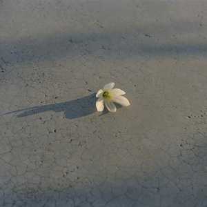 孤独是生命的礼物