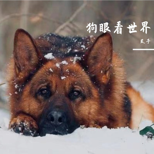 狗眼看世界