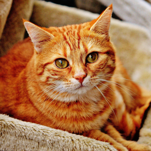 Кошки воюют