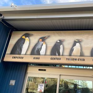 A little abstract (penguins have wings)