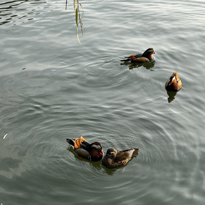 格式工厂音频合并 录音12+260228-2