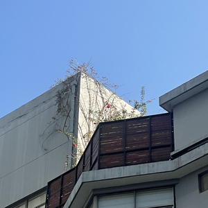 雪落满无人见证的肩