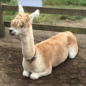 伝えたい言葉はない