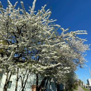 слежу за собой