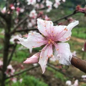 New_Boy（翻自 朴树） 伴奏