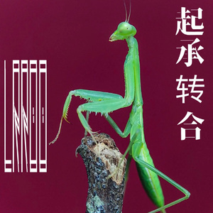 起承转合