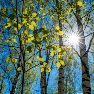 ПЕРВАЯ ЛИСТВА