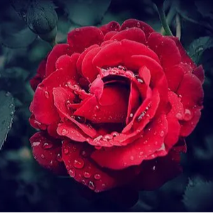 风雨彩虹铿锵玫瑰