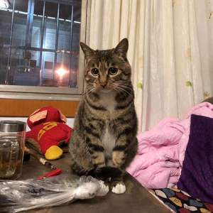 Isabellae（prod by球太硬了Chutying）