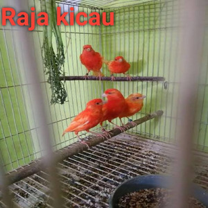 Masteran Burung Kenari Ngerol Terus Sam