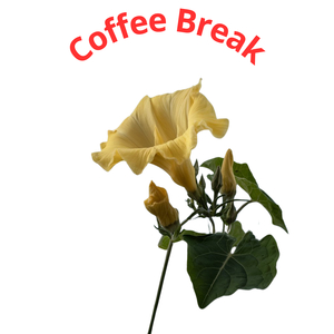 Coffee Break
