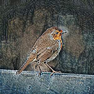 Morning Bird