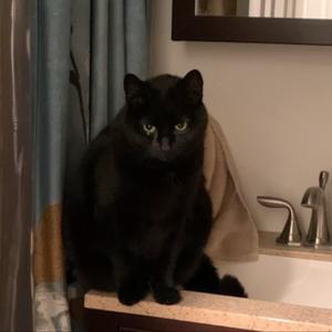 CatOnDaSink (Ultimate Experience)