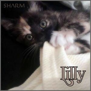 Lilly