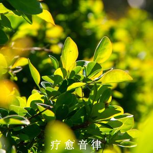 花非花，雾非雾（轻音乐）
