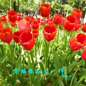 幸福的像花儿一样