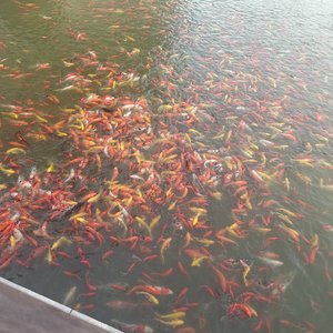 爱是碗夹生的饭