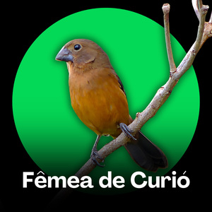 Fêmea de Curió - Estímulo Vocal Inicial
