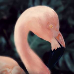 Flamingo