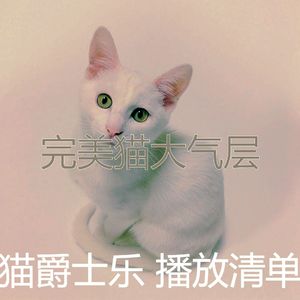 柔和的猫在家时刻
