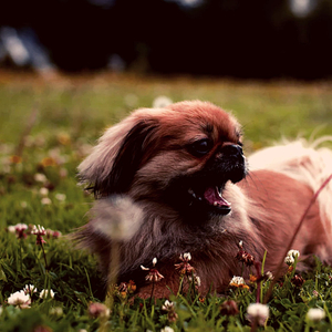 Playful (Stressed Dogs)