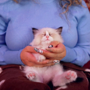 ASMR Kitten Massage, Pt. 3