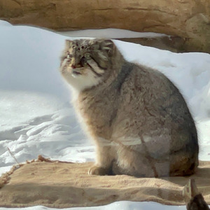 I went to see Polly on the night of Tanabata.