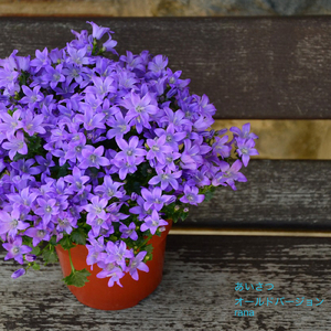 あいさつ (オールドバージョン)