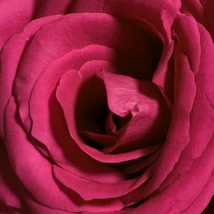 今天最重要的事是祝你生日快乐