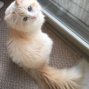 No Romance (sped up)