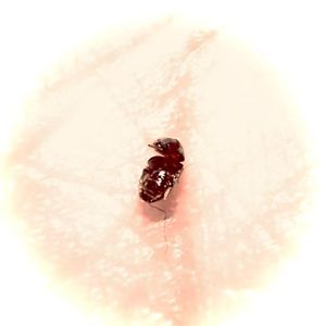 Top Dance （Original）