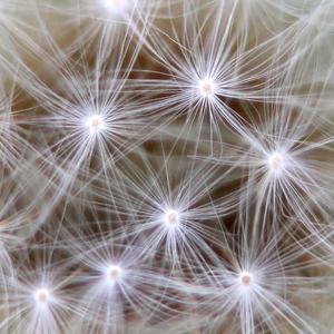 Synaptogenesis