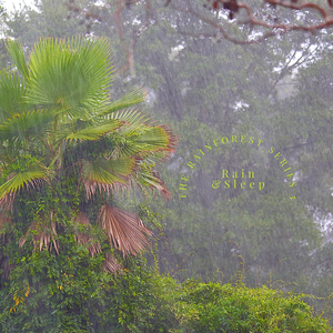 Rain, Birds and Sleep 33