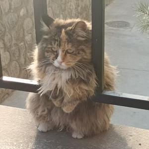 我的未来不是梦（翻唱）